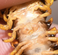Rudiloria