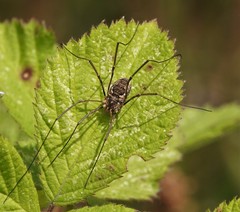 Phalangioidea