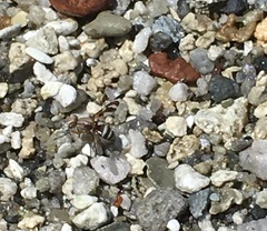 Tritoxa pollinosa