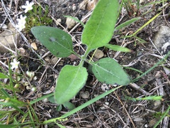 Helianthus occidentalis