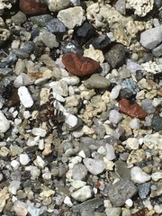 Tritoxa pollinosa