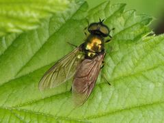 Chloromyia