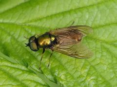 Chloromyia