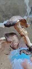 Basidiomycota