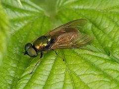 Chloromyia