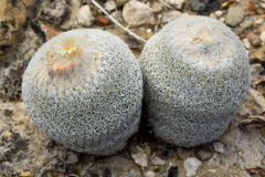 Epithelantha greggii
