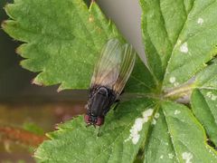 Minettia longipennis