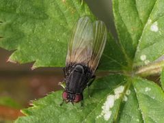 Minettia longipennis