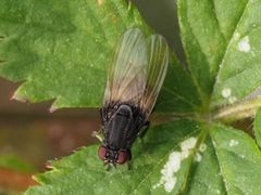 Minettia longipennis