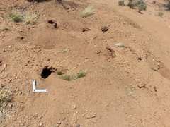 Dipodomys spectabilis