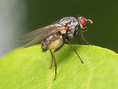 Emmesomyia