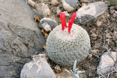 Epithelantha greggii