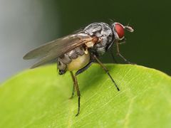 Emmesomyia