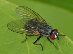 Emmesomyia