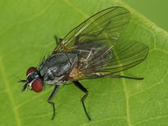 Emmesomyia