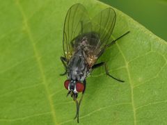 Emmesomyia