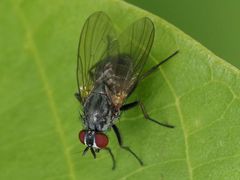 Emmesomyia