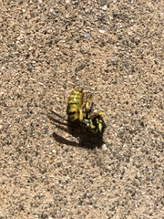 Vespula sulphurea