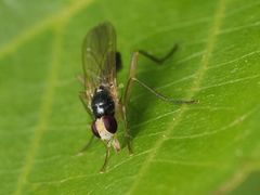 Cordilura