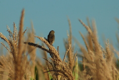 Sporophila ruficollis