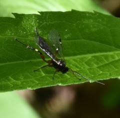 Pimpla punicipes