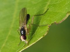 Cordilura