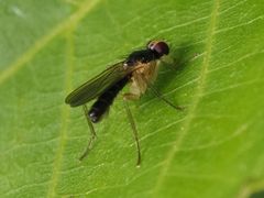 Cordilura