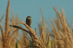 Sporophila ruficollis