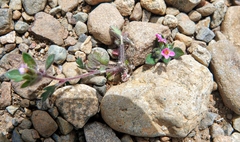 Collomia heterophylla
