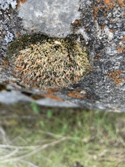 Coscinodon calyptratus