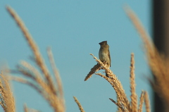 Sporophila ruficollis