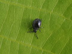 Caenocara bovistae