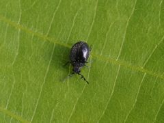 Caenocara bovistae