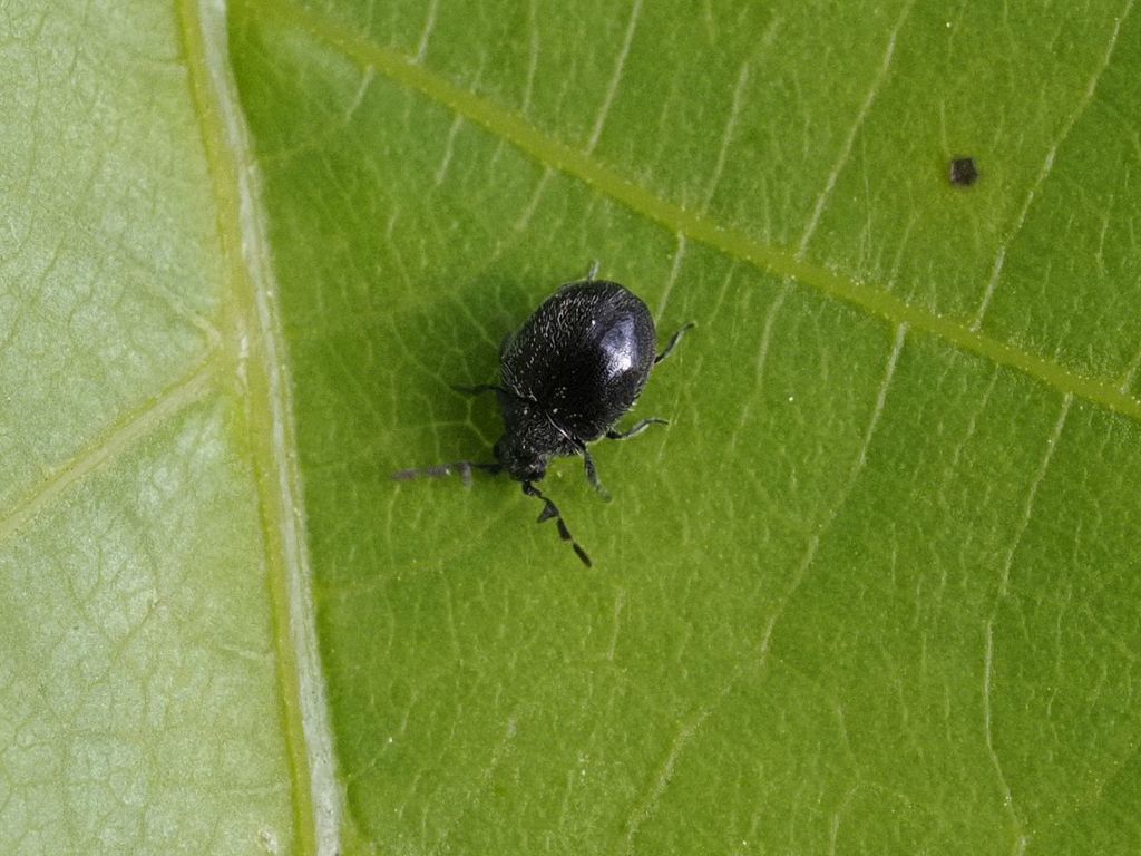 Caenocara bovistae