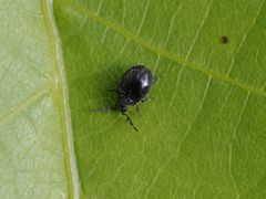 Caenocara bovistae