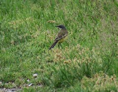 Motacilla flava cinereocapilla