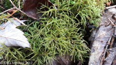 Hylocomiastrum