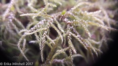 Hylocomiastrum
