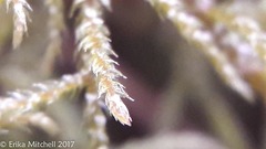 Hylocomiastrum