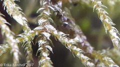 Hylocomiastrum