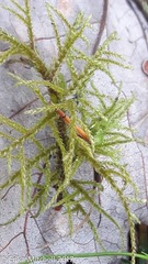 Hylocomiastrum