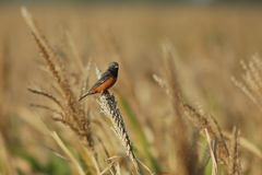 Sporophila ruficollis