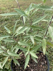 Caryopteris × clandonensis