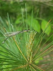 Chromagrion conditum