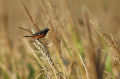 Sporophila ruficollis