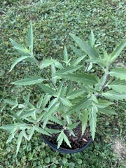 Caryopteris × clandonensis