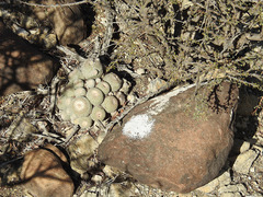 Epithelantha greggii