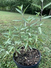 Caryopteris × clandonensis