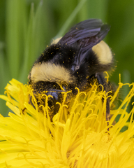 Bombus terricola image