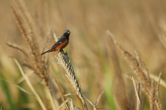 Sporophila ruficollis